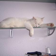 Blanding af racer Lucifer *Min lille skat*