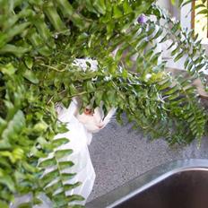 Blanding af racer Lucifer *Min lille skat*