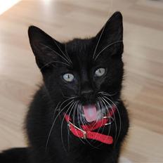 Huskat Romeo' a stribs