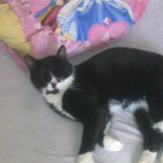 Blanding af racer Kiskat