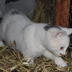 Blanding af racer | Bianco | Solgt! :( 