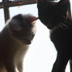 Blanding af racer | Bianco | Solgt! :( 