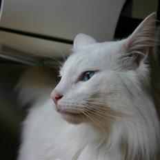 Norsk Skovkat Felix RIP