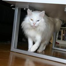 Norsk Skovkat Felix RIP