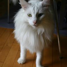 Norsk Skovkat Felix RIP