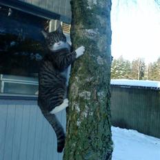 Blanding af racer Hector