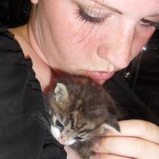 Blanding af racer Hector