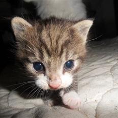 Blanding af racer Hector