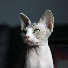 Sphynx DevilsHaircut  Böf