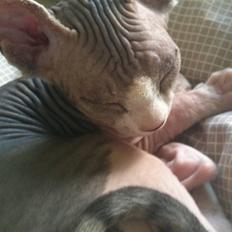 Sphynx DevilsHaircut  Böf