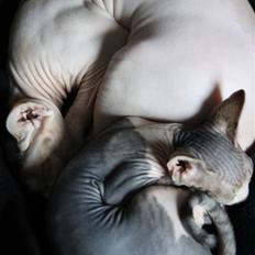 Sphynx DevilsHaircut  Böf