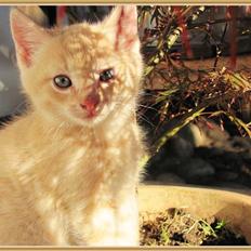 Huskat Charlie (Himmelkat)