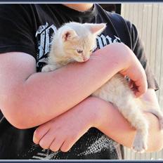 Huskat Charlie (Himmelkat)