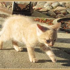 Huskat Charlie (Himmelkat)