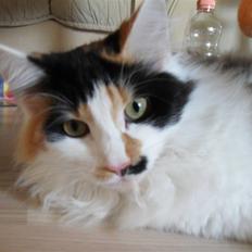 Norsk Skovkat Na'Zyia´s Marilyn Monroe