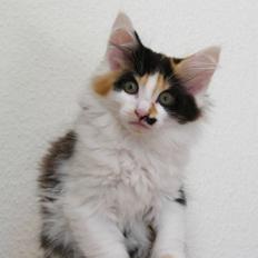 Norsk Skovkat Na'Zyia´s Marilyn Monroe