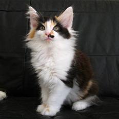 Norsk Skovkat Na'Zyia´s Marilyn Monroe