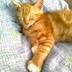 Blanding af racer mrs tyson