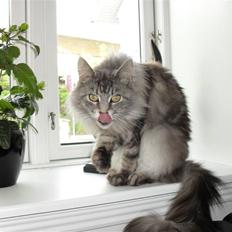 Maine Coon Mille