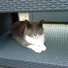 Huskat Lillemis *Rest in peace* 