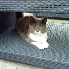 Huskat Lillemis *Rest in peace* 