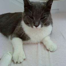 Huskat Lillemis *Rest in peace* 