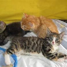 Blanding af racer Ronja