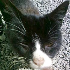 Blanding af racer Dut