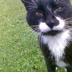 Blanding af racer Pelle R.I.P.