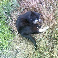 Blanding af racer Pelle R.I.P.