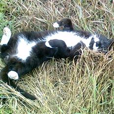 Blanding af racer Pelle R.I.P.