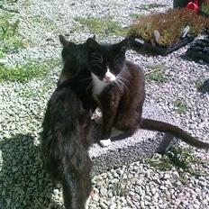 Blanding af racer Misse Mor 