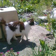 Blanding af racer Stella