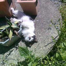 Blanding af racer Stella