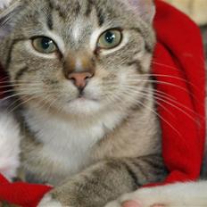 Blanding af racer Oliver