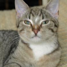 Blanding af racer Oliver