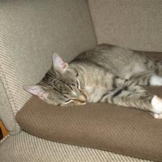 Blanding af racer Oliver