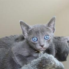 Korat Primprau's Holy Eytukan