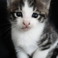 Huskat Felix Von Humboldt