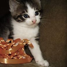 Huskat Felix Von Humboldt