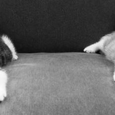 Huskat Felix Von Humboldt