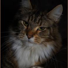 Maine Coon DK Proud Danish MoonDancer