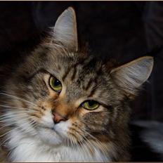 Maine Coon DK Proud Danish MoonDancer