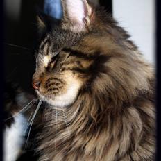 Maine Coon DK Proud Danish MoonDreamer