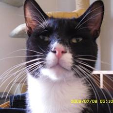 Blanding af racer Simba