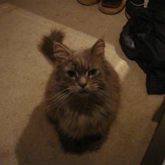 Maine Coon Agerholmens Mia-maja<333