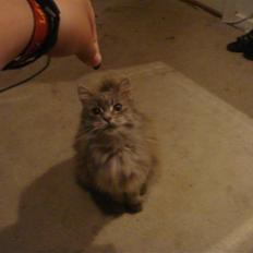 Maine Coon Agerholmens Mia-maja<333