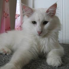 Norsk Skovkat DK Smithstone's Kimi