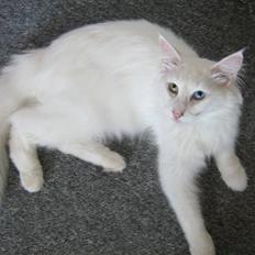 Norsk Skovkat DK Smithstone's Kimi