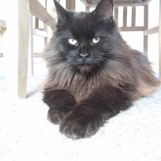 Maine Coon Elli *solgt*